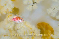 Hawkfish Portrait. Indonesia