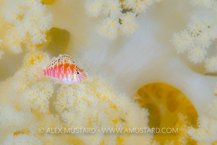 Hawkfish Portrait. Indonesia