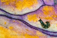 Invertebrate Patterns. Indonesia