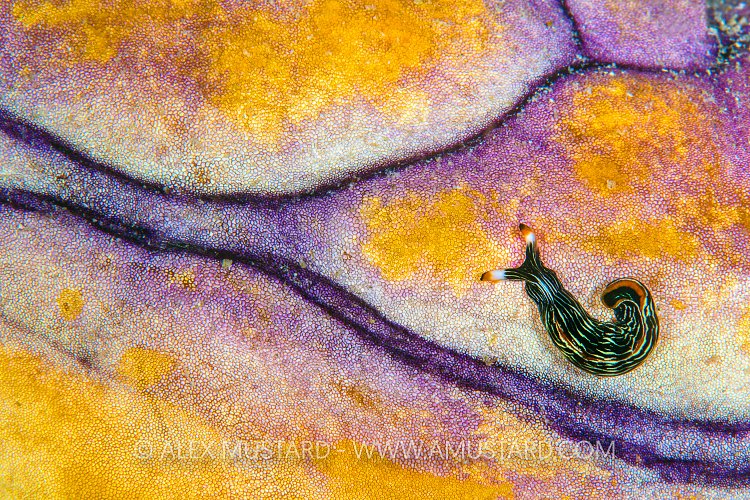 Invertebrate Patterns. Indonesia