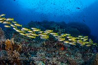 Fishy Reef. Indonesia