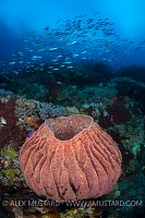 Barrel Sponge. Indonesia