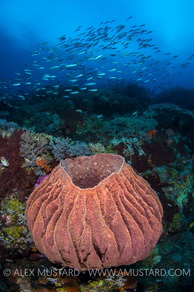 Barrel Sponge. Indonesia
