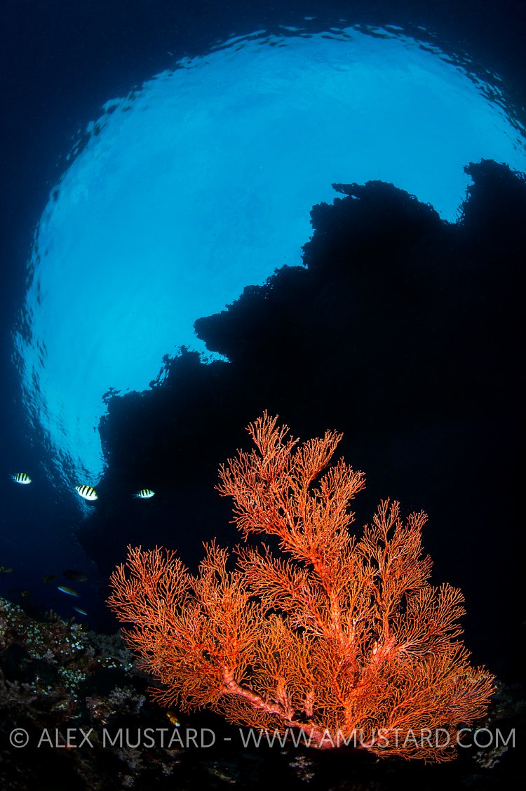 Seafan Scene. Indonesia