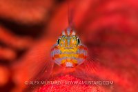 Stripehead Dwarfgoby On Fan. Indonesia