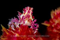 Soft Coral Crab. Indonesia