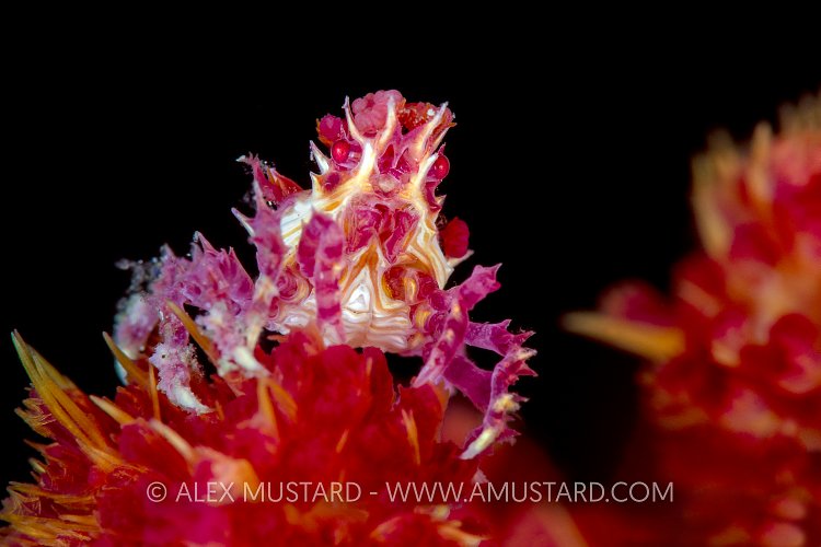 Soft Coral Crab. Indonesia