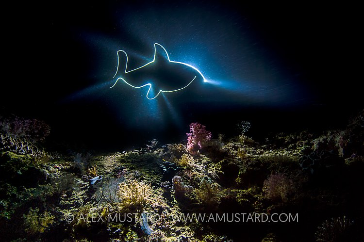 Light Painting Shark. Indonesia