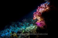 Night Reef. Indonesia