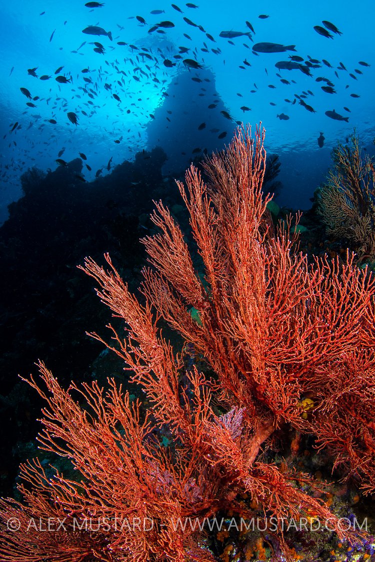 Coral Reef Scene. Indonesia