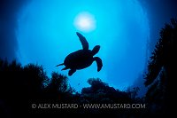 Turtle Over Reef Silhouette. Indonesia