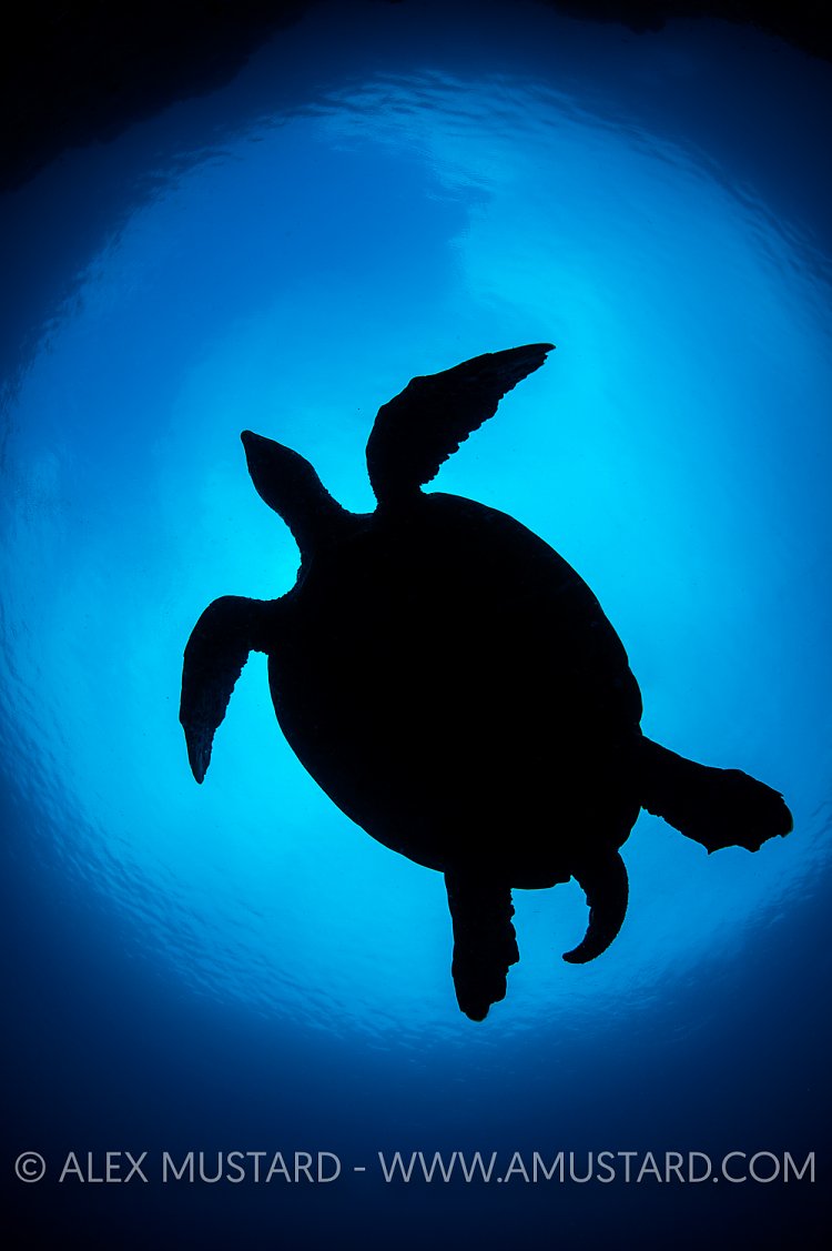 Turtle Silhouette. Indonesia