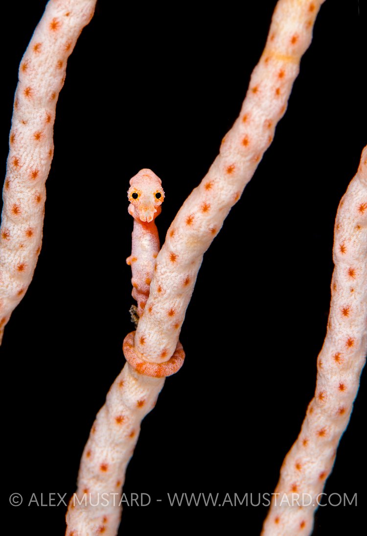 Pygmy Pose. Indonesia