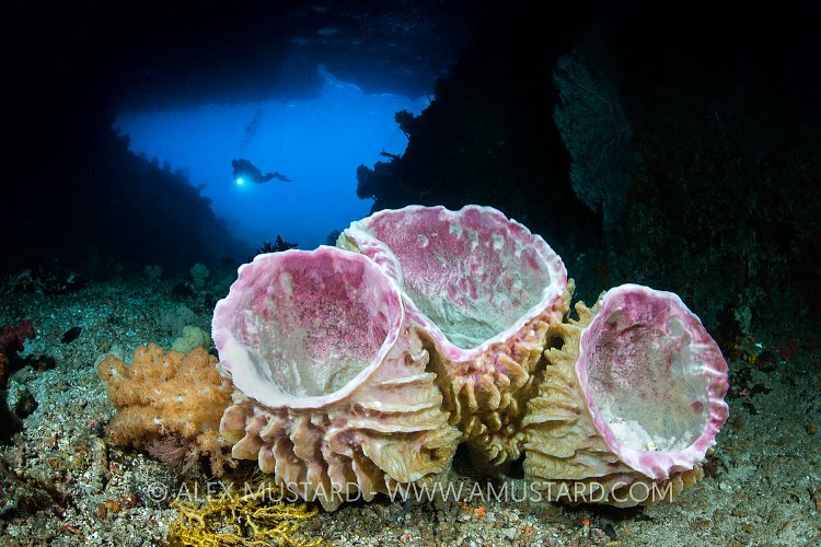Sponges In Tolberone Tunnel. Indonesia.