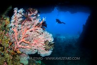 Seafan In Tunnel. Indonesia