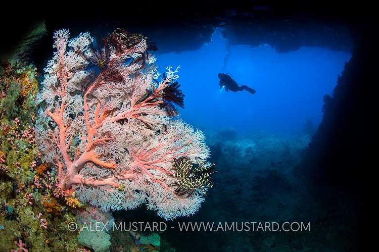 Seafan In Tunnel. Indonesia