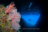 Seafans In Tunnel. Indonesia