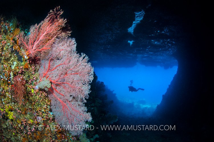 Seafans In Tunnel. Indonesia