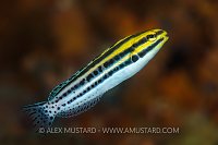 Fangblenny. Indonesia