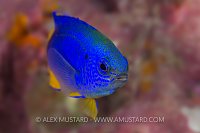 Damselfish. Indonesia