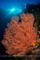 Seafan and Sunburst. Indonesia