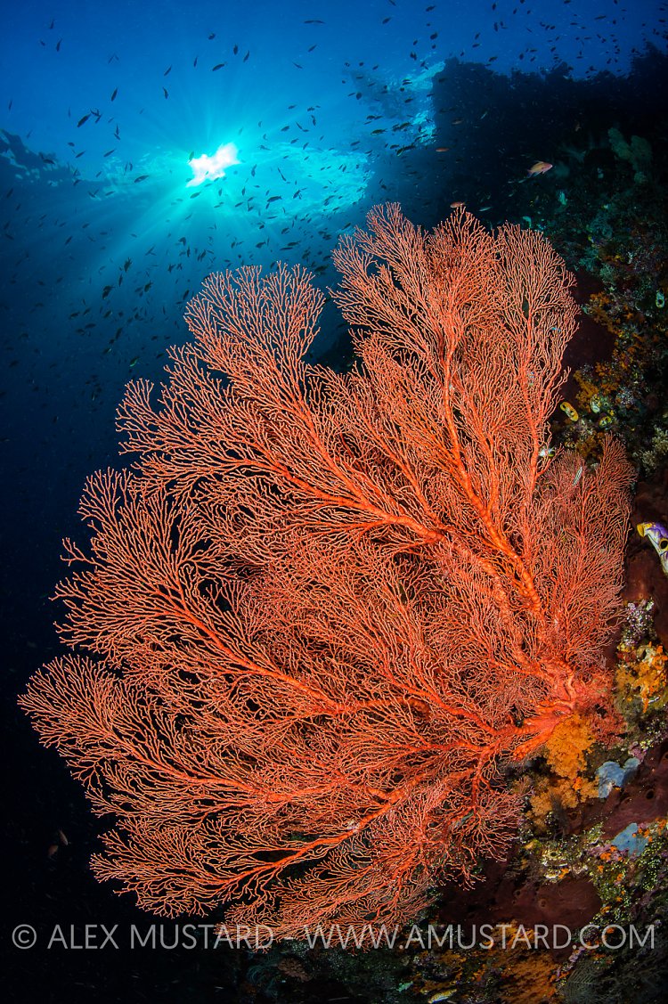 Seafan and Sunburst. Indonesia