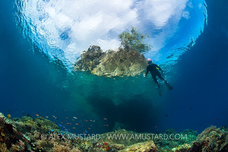 Snorkeller Over Reef. Indonesia