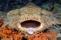 Yawning Wobbegong Shark. Indonesia.