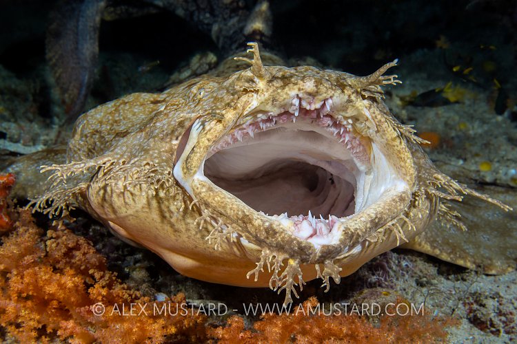 Wobbegong Yawn. Indonesia