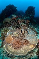 Wobbegong Courtship. Indonesia