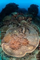 Wobbegong Courtship. Indonesia