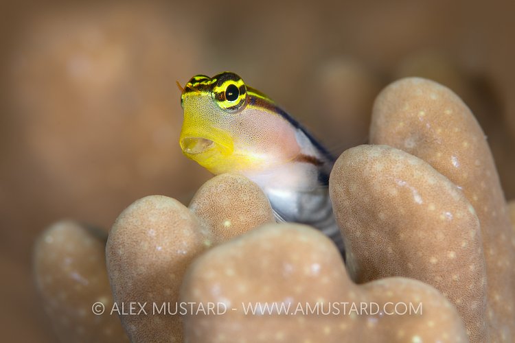 Clown Blenny. Indonesia