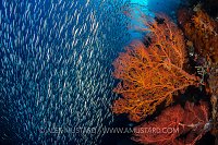 Silversides and Seafans. Indonesia