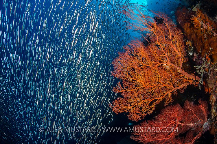 Silversides and Seafans. Indonesia
