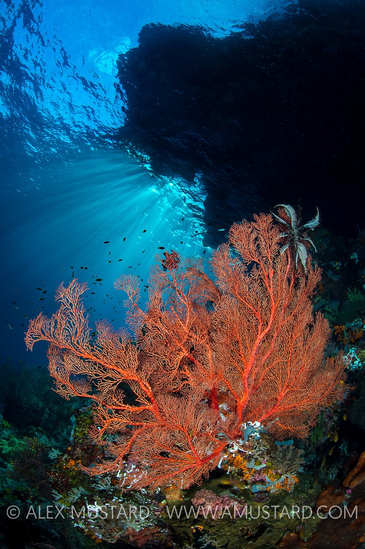Seafan In Sunbeams. Indonesia