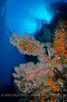 Seafan On Wall. Indonesia