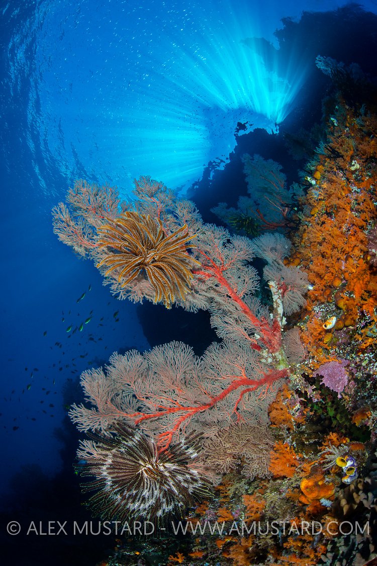 Seafan On Wall. Indonesia