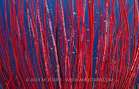 Whip Coral Ecosystem. Indonesia