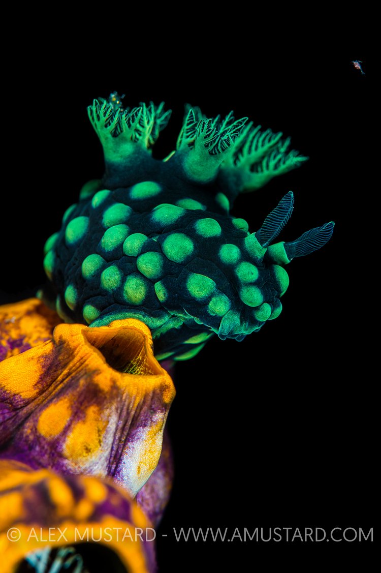 Nudibranch Poses. Indonesia