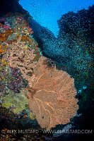 Reef Scene. Indonesia