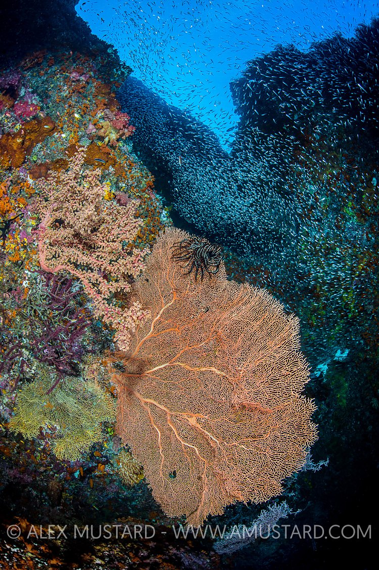 Reef Scene. Indonesia