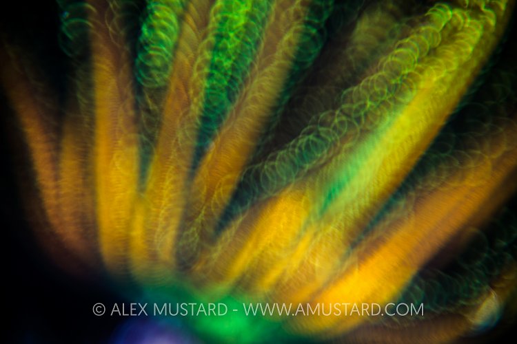 Ocean Colours 2. Indonesia