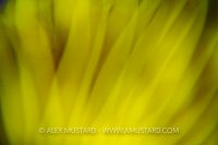 Crinoid Abstract. Indonesia.