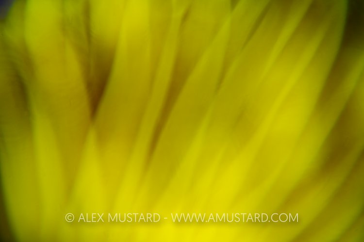 Crinoid Abstract. Indonesia.