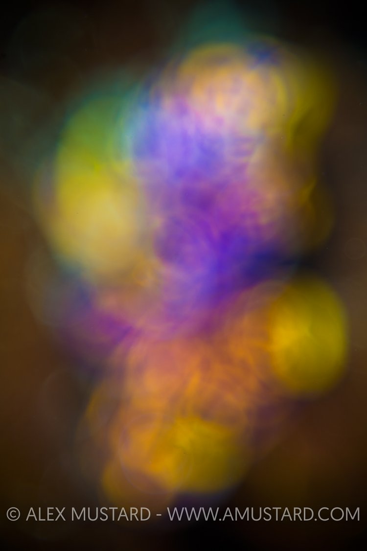 Reef Colours 1. Indonesia.