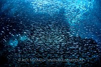 Silversides At Boo. Indonesia