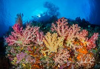Soft Coral Display. Indonesia