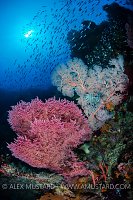 Raja Rich Wall. Indonesia