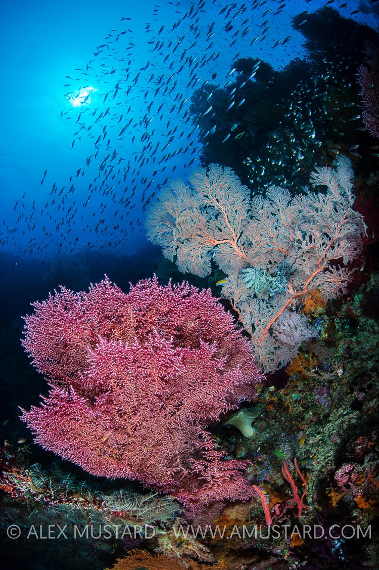 Raja Rich Wall. Indonesia