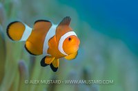 Clownfish Portrait. Indonesia